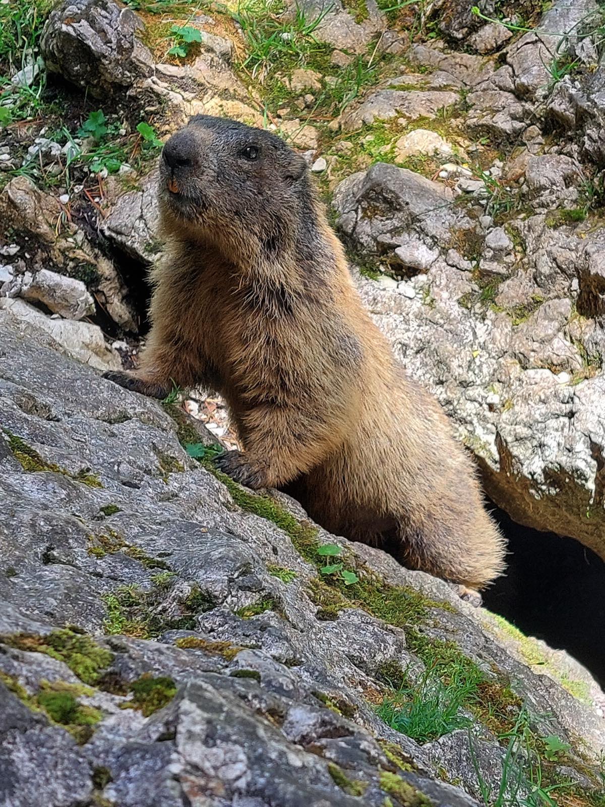 Una marmotta alpina affacciata dalla tana tra le rocce, sulle Dolomiti