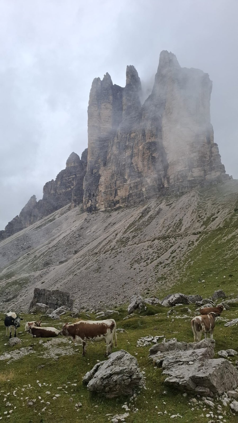 Le pareti nord delle Tre Cime di Lavaredo tra la nebbia, con le vacche al pascolo